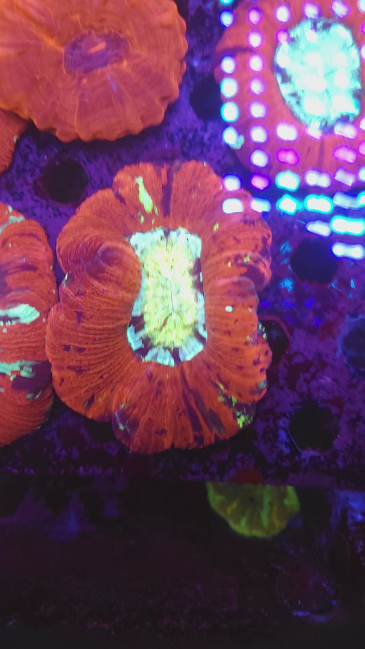 Toxic Center Multicolor Wellso (Video in pics)