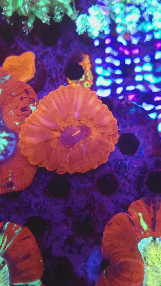 Ruby Red Cynarina (Video in pics)