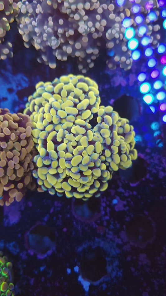Aquacultured Bright Gold Hammer Mini Colony (Video in pics)