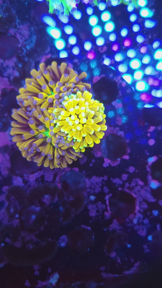Golden Banana Grail Torch Triple (Video in pics)