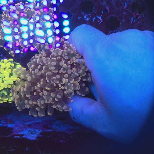 Pink Frogspawn Double (Video in pics)