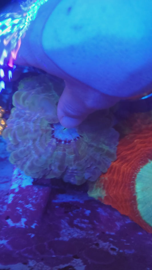 Aquamarine Indophyllia