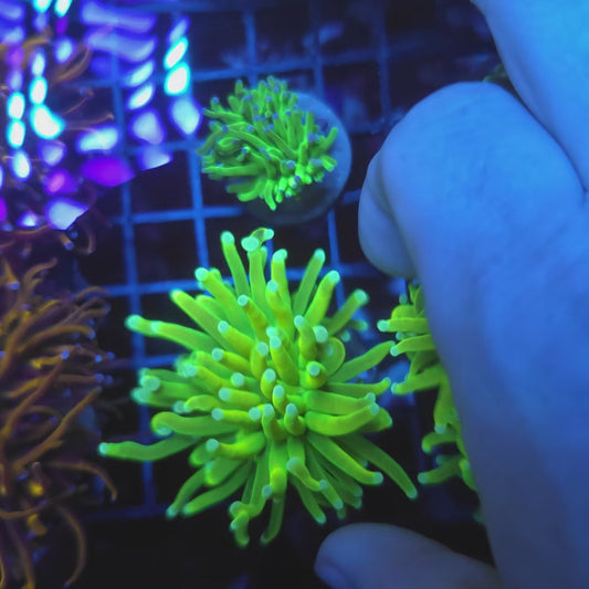 White tip Lemon Drop Holy Grail Torch (Video in pics)