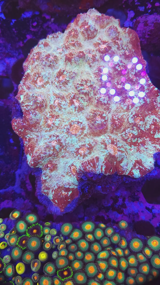 XL Crazy Rainbow Chalice Colony (Video in pics)
