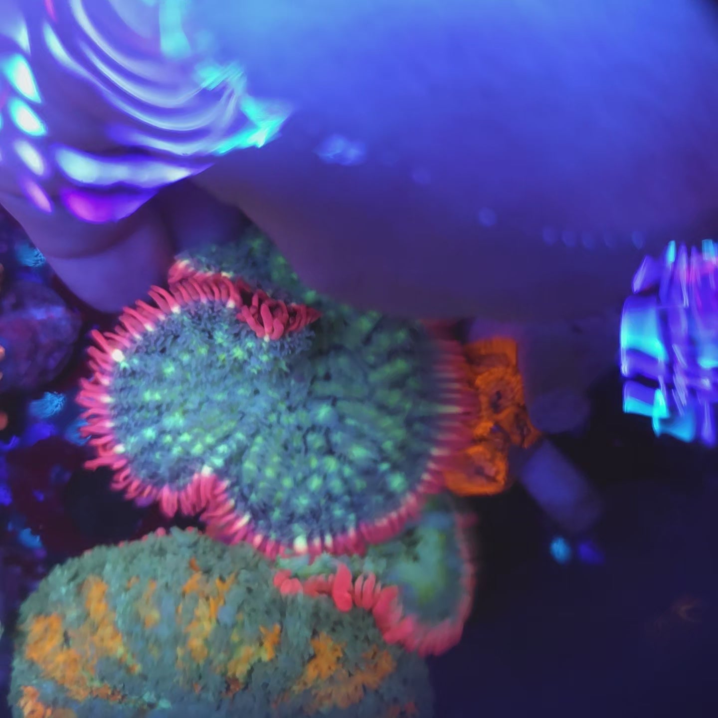 Large Cotton Candy Frank Mushroom (Video in pics)