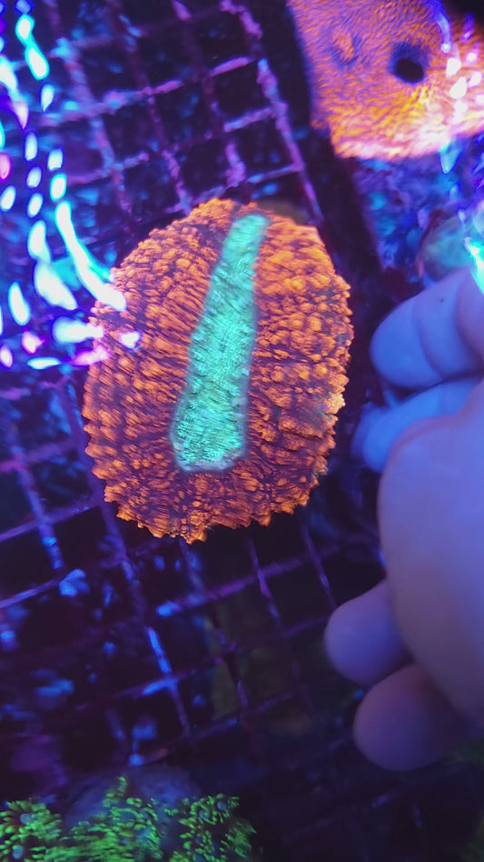Bright Red Large Lobo (Video in pics)