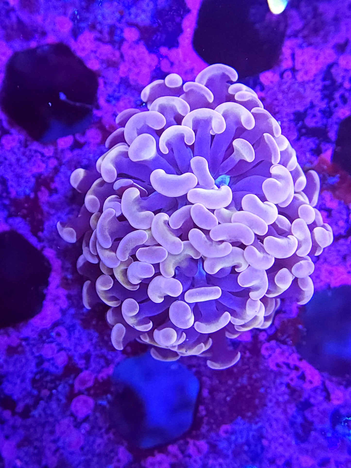 Pink and Purple Ultra Hammer Double (Video in pics)