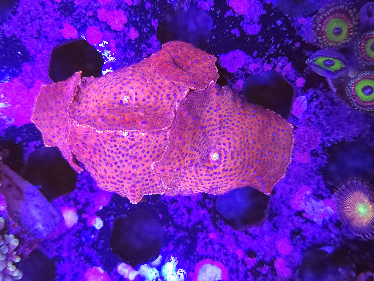 Superman Discosoma Mini Colony