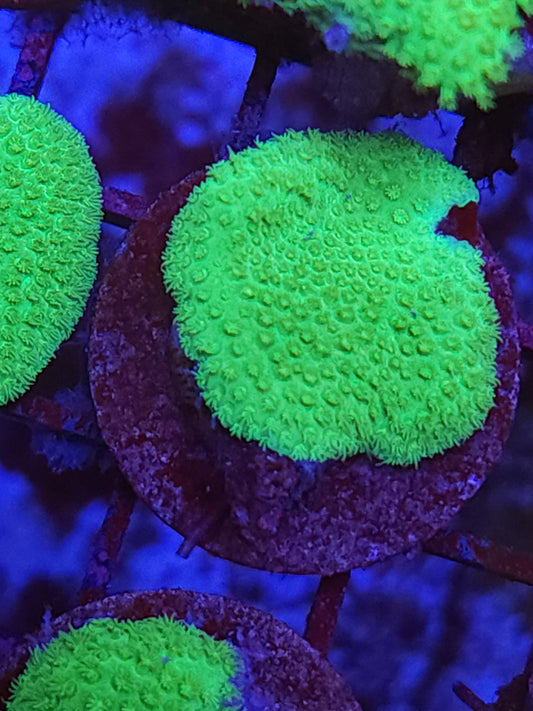 Fiji Porities