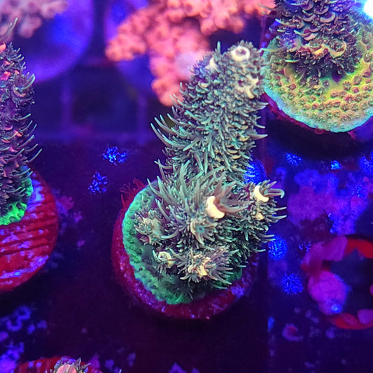 Tropicana Millie