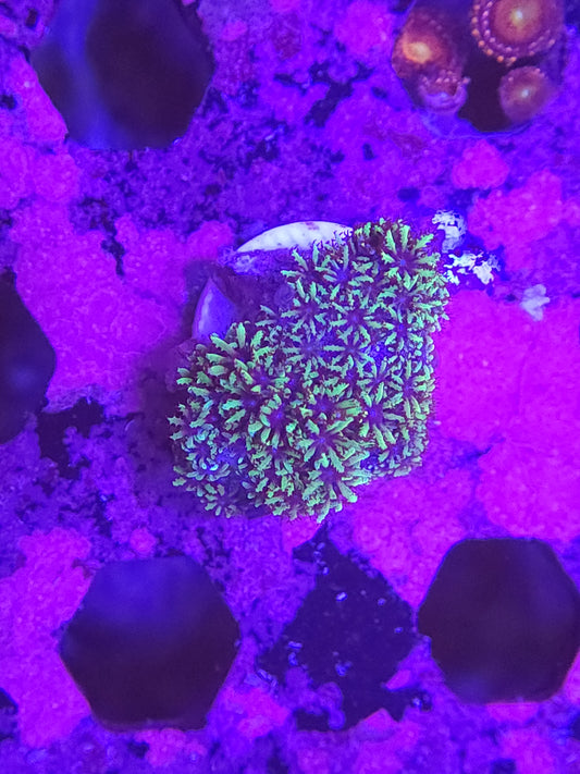 Blue Green Sympodium Coral