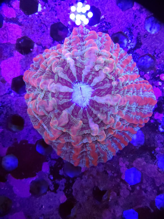 Ultra Indophyllia