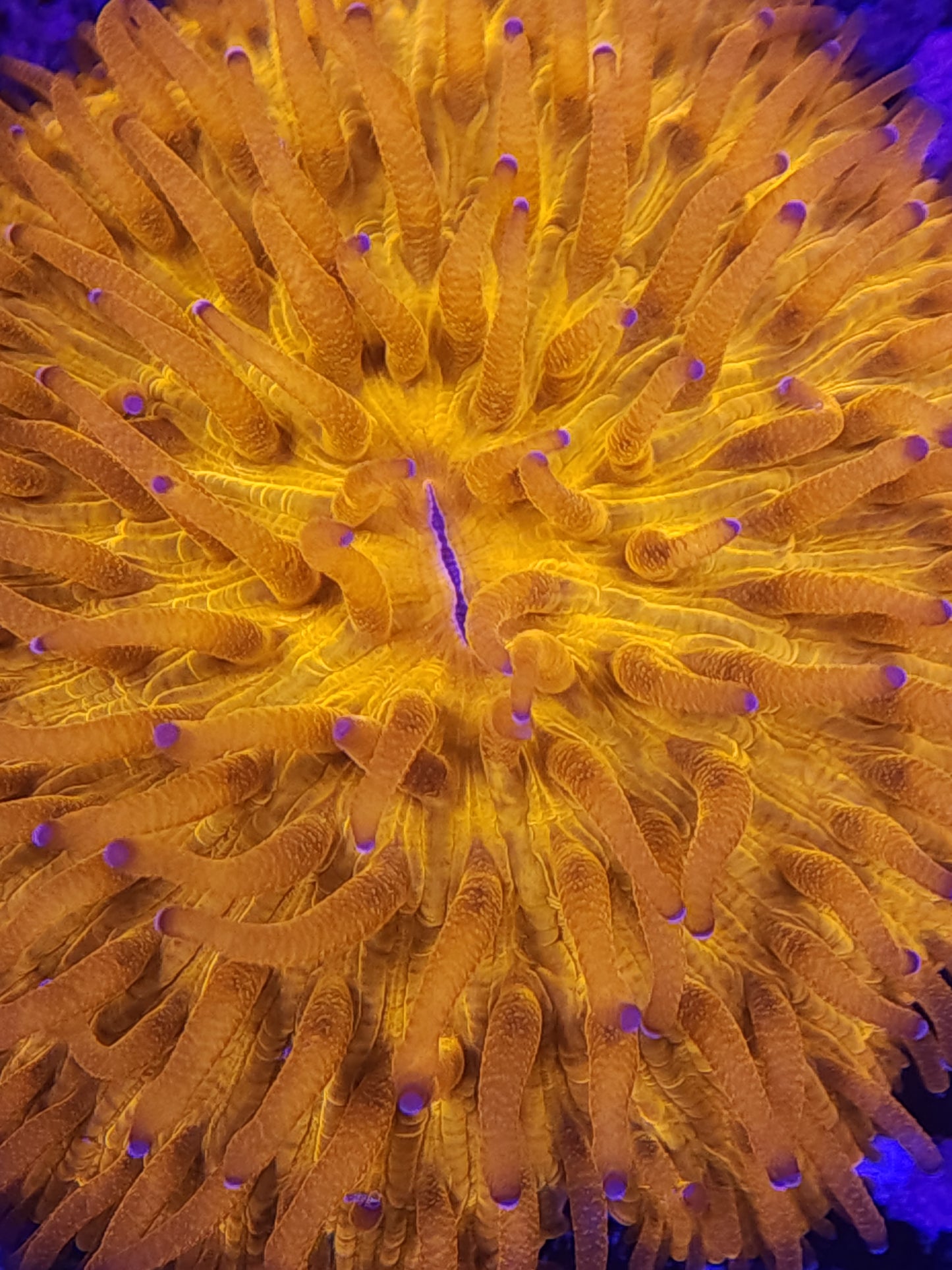 Neon Orange Fungia