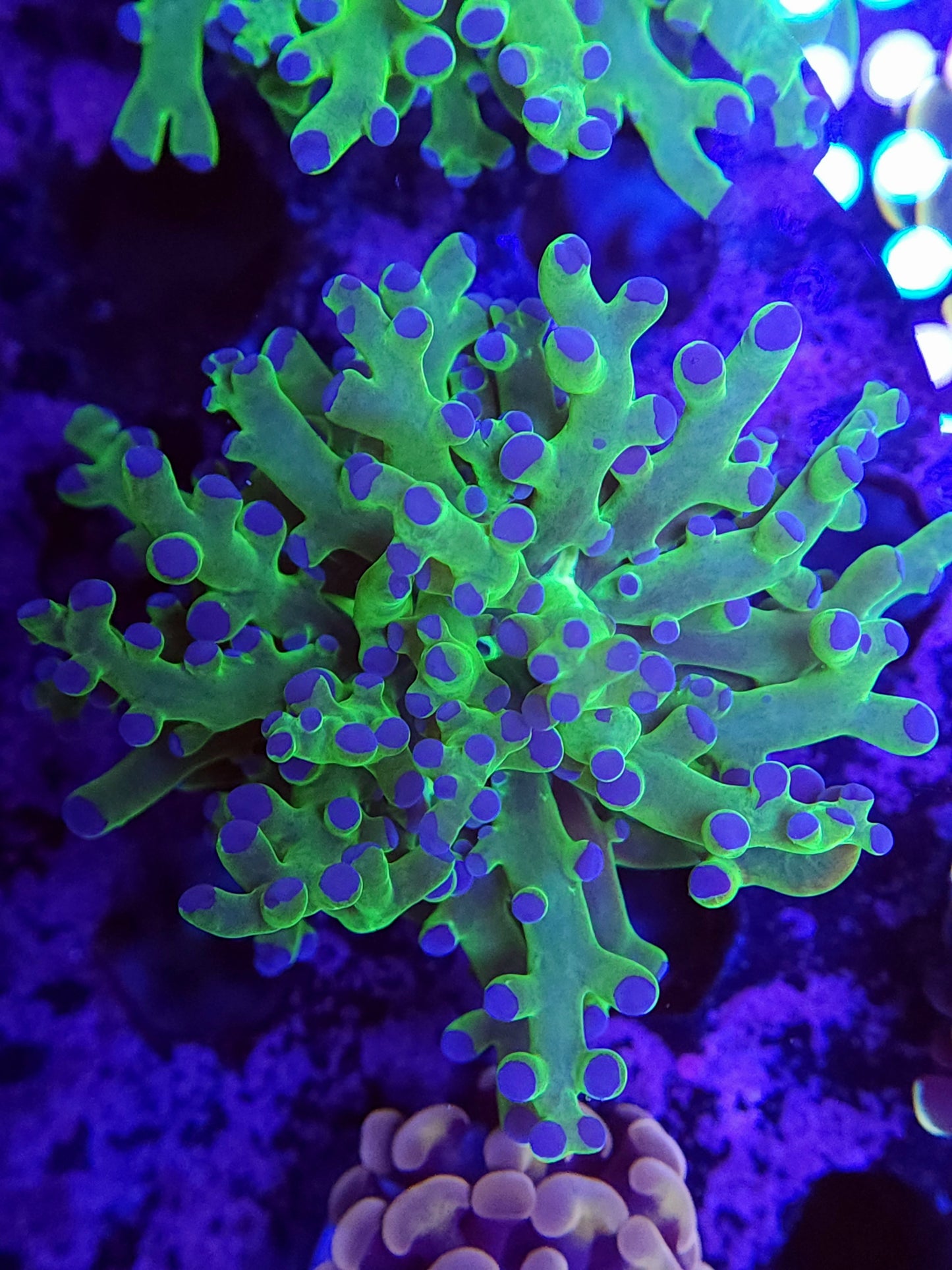 Neon Green Frogspawn