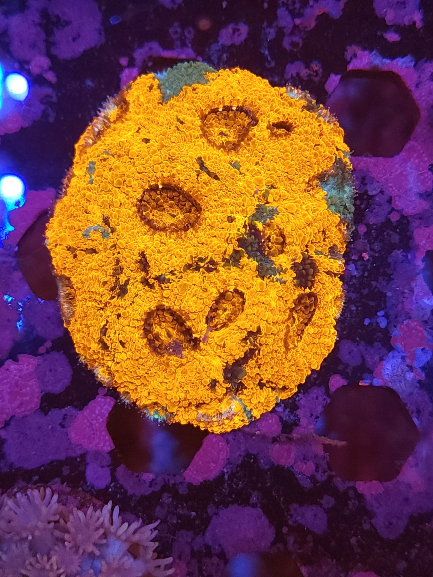 Ultra Orange Crush Acan Echinata Mini Colony