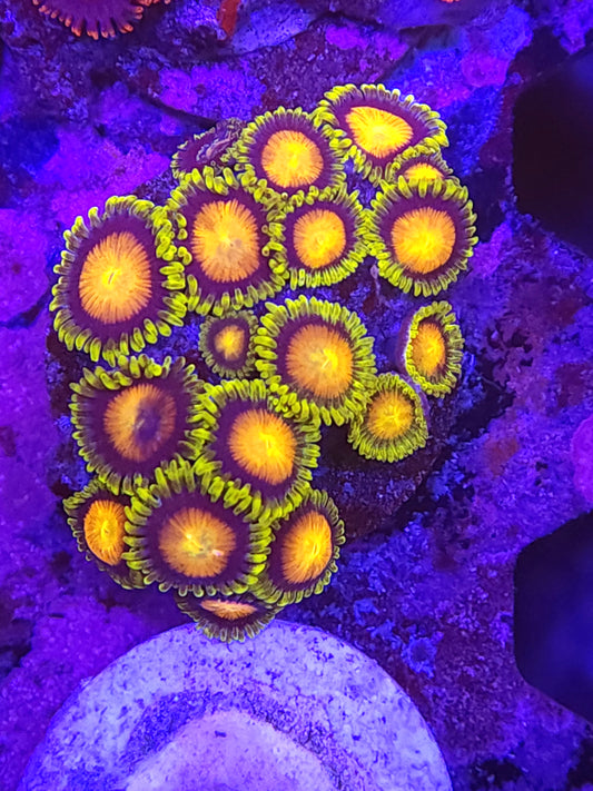 Dragon Eye Zoa Frag