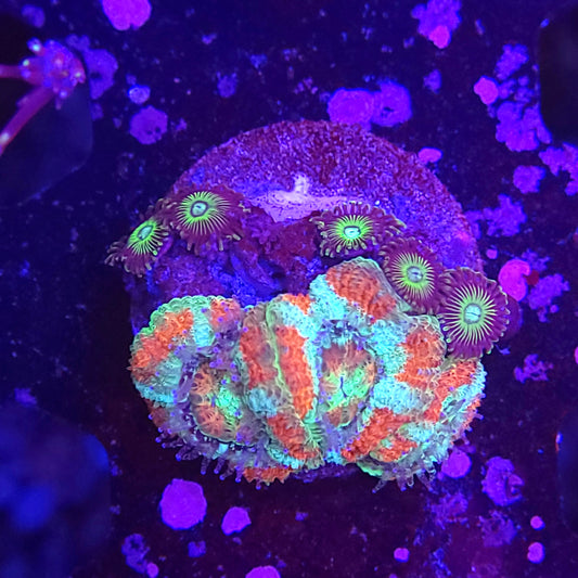 Peppermint Asia Acan with Zoas
