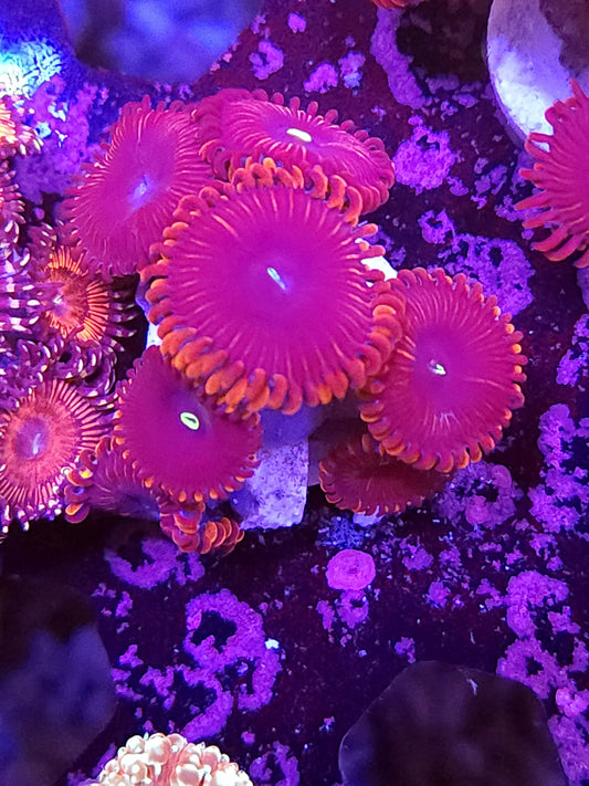 Red People Eater Palys
