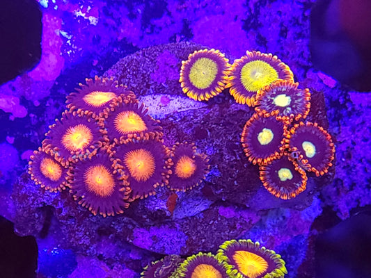 Mix Zoa Frag