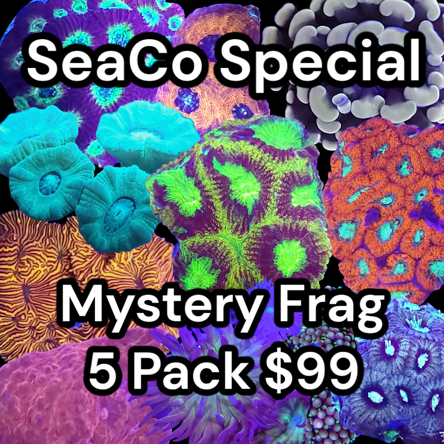 Mystery Frag 5 Pack
