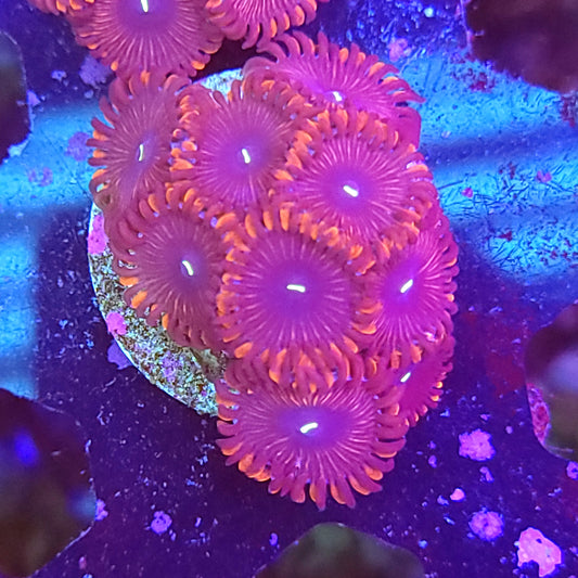 Red People Eater Paly Frag