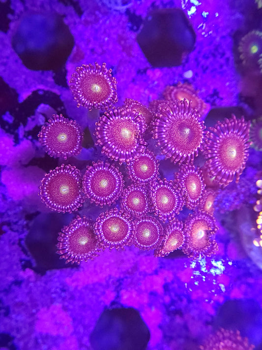 Mohawk Zoas