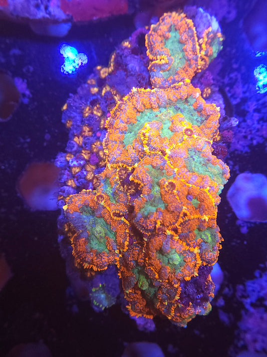 Crazy Mushroom and Zoa Rock