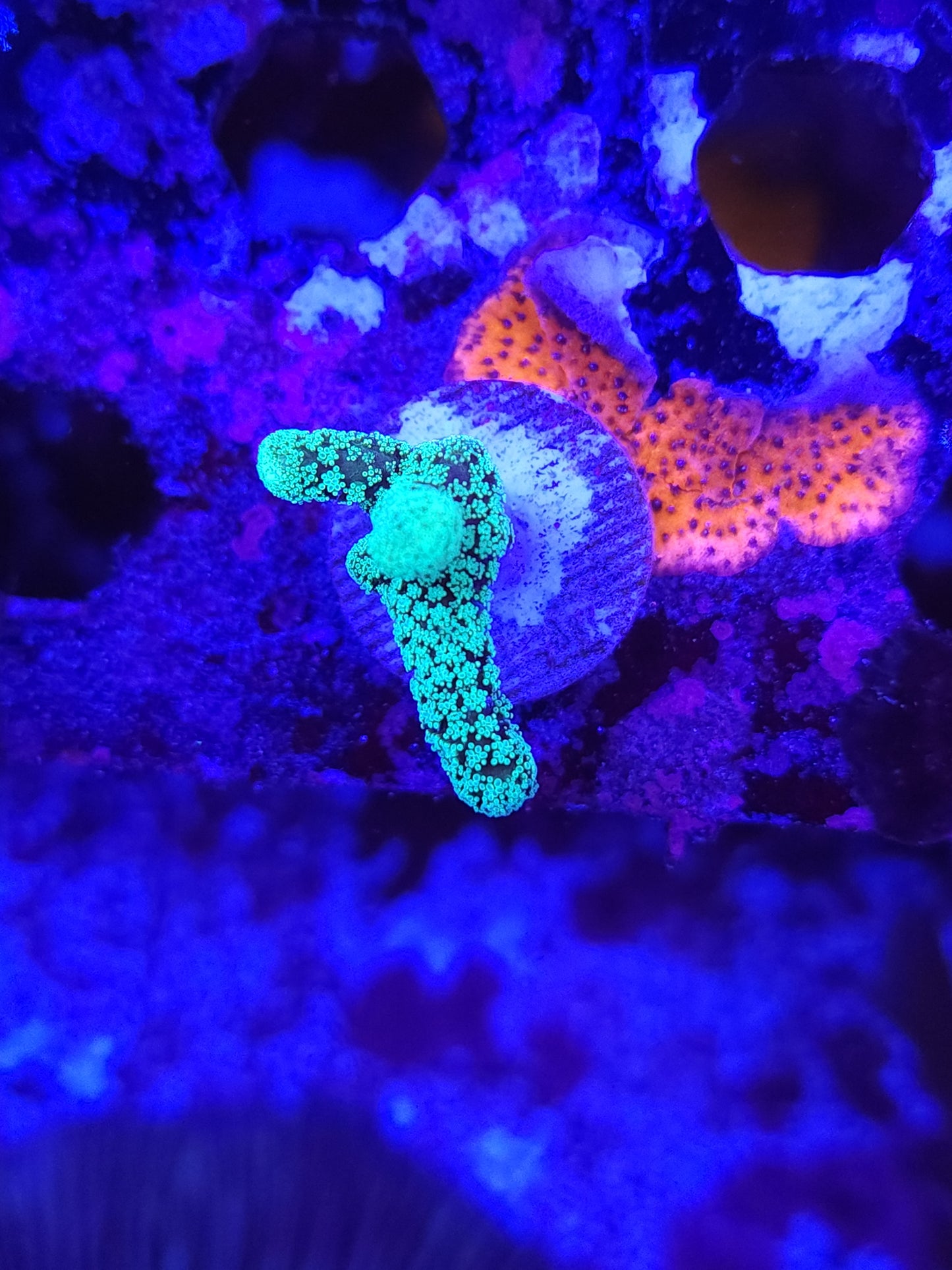 Neon Birdsnest