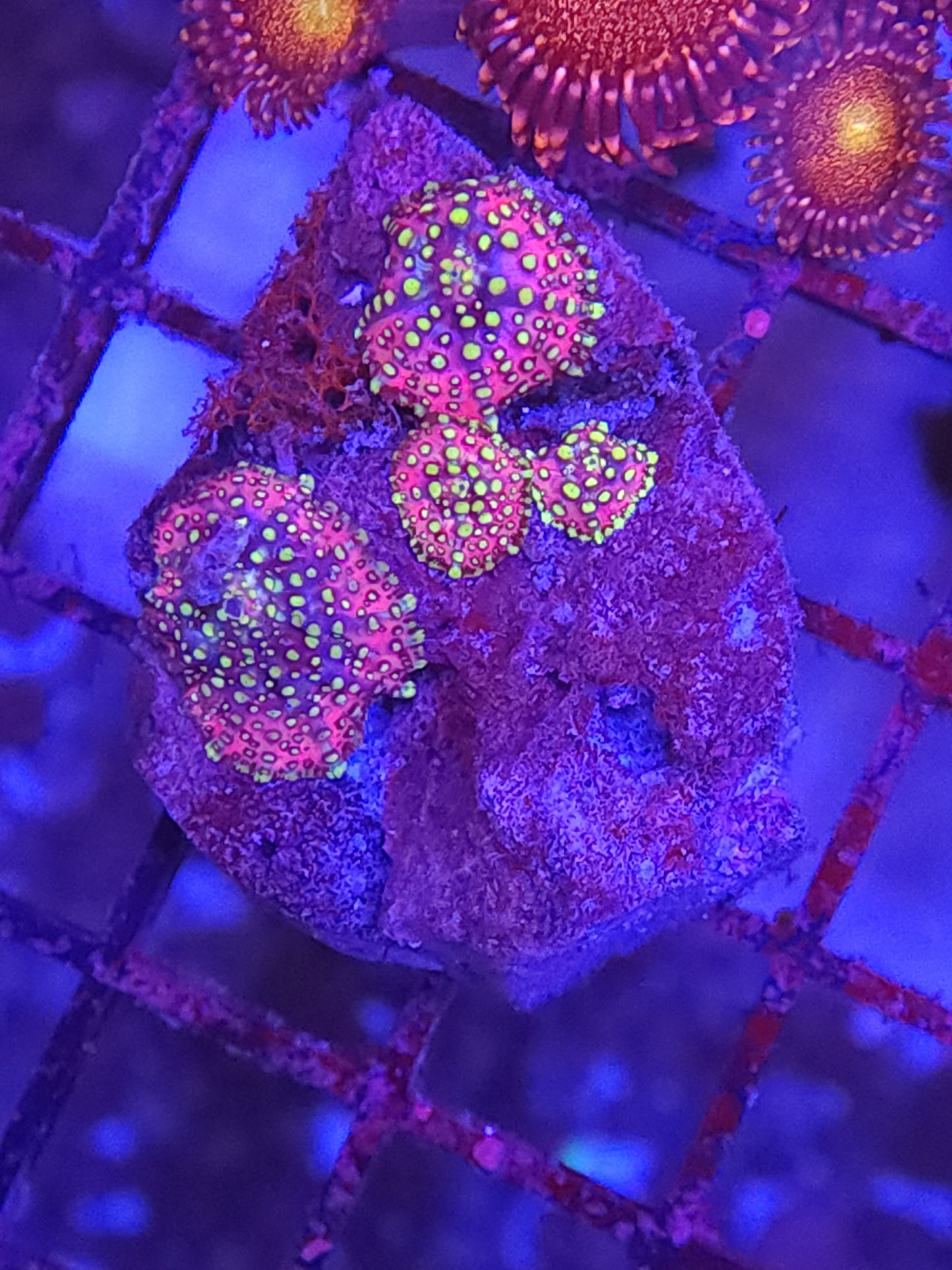 Lava Lamp Disco Mushroom Mini Colony Rock