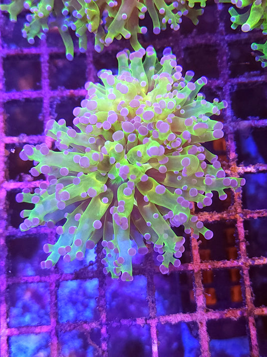 Neon Green with Pink Tip Frogspawn