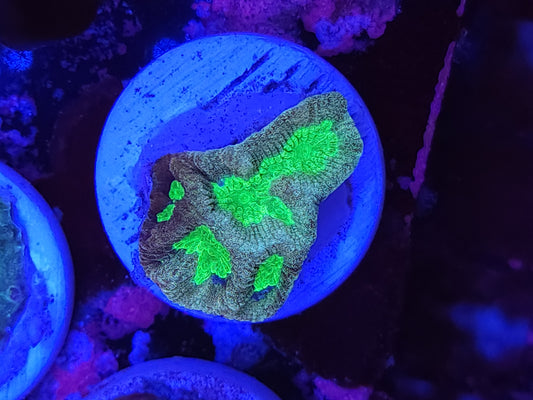Toxic Gold Platygyra