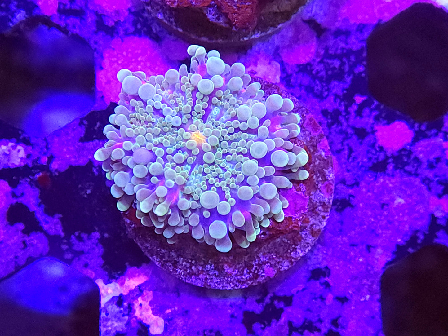 Pink Purple and Teal Ultra Yuma