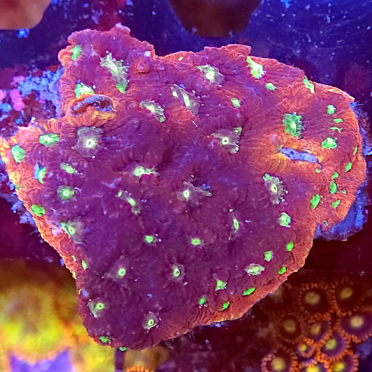 Large Red War Coral