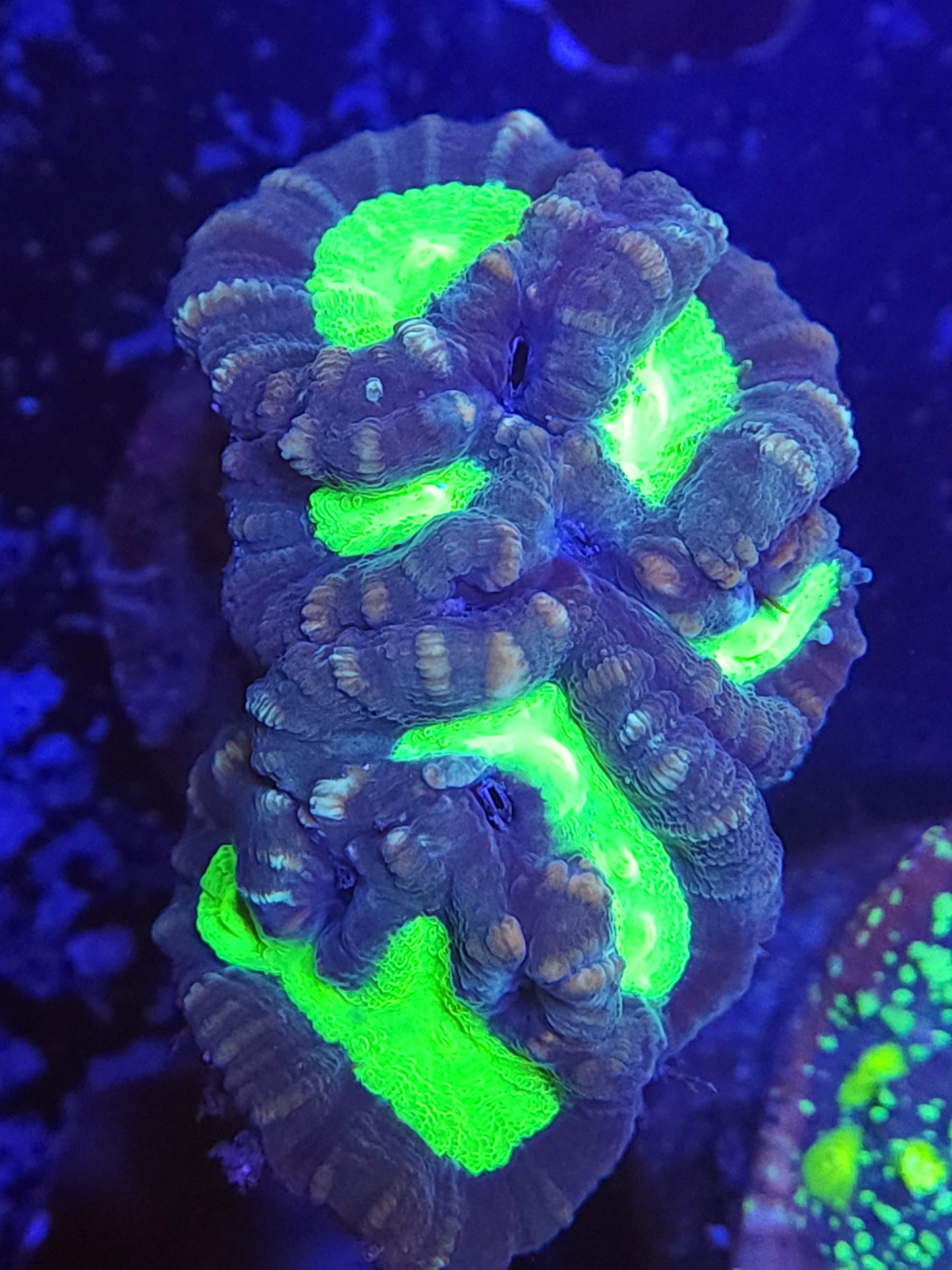 Toxic Center Candy Cane Colony