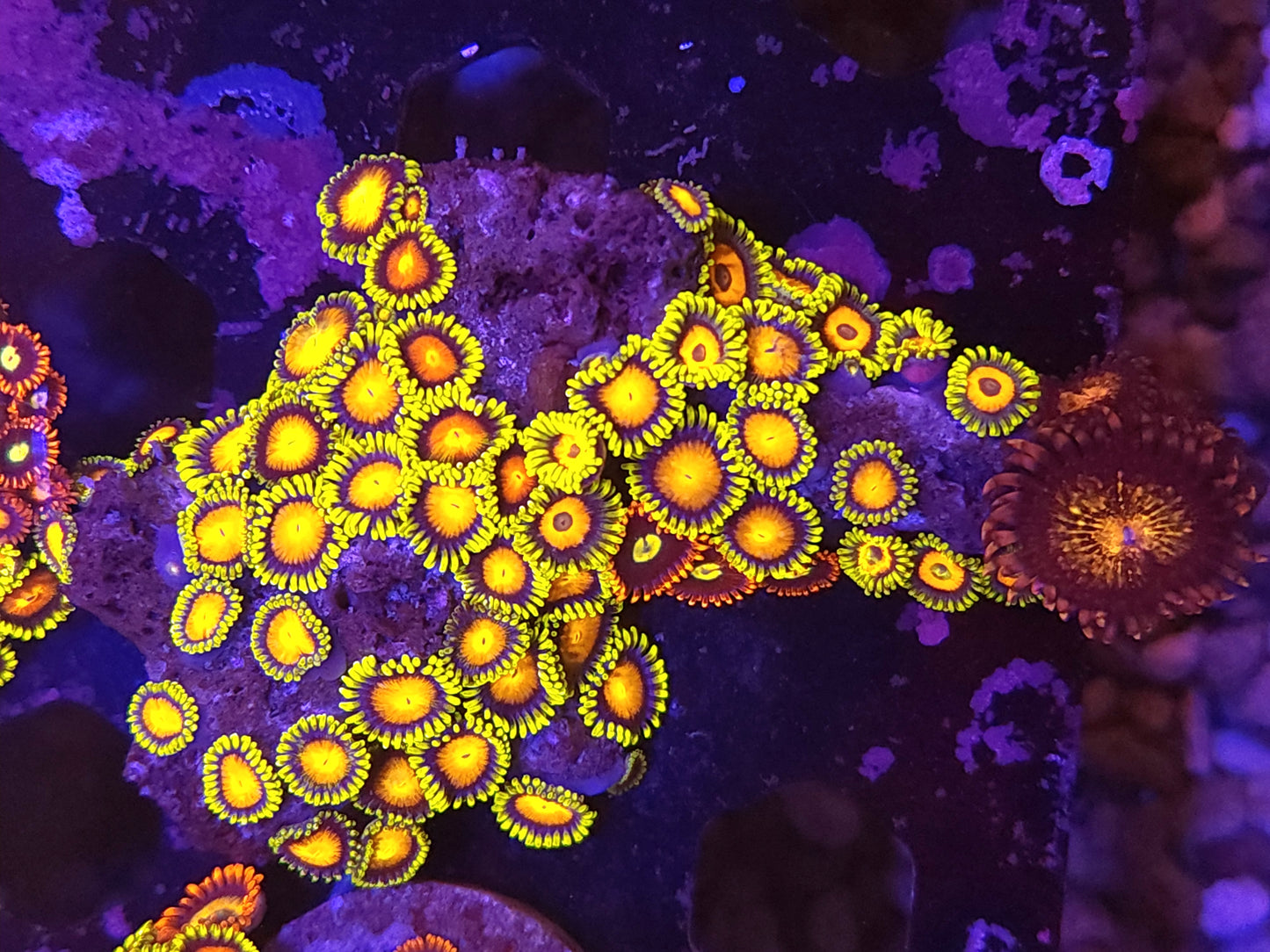 Bright Mix Zoa Rock