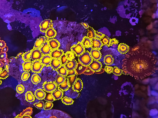 Bright Mix Zoa Rock