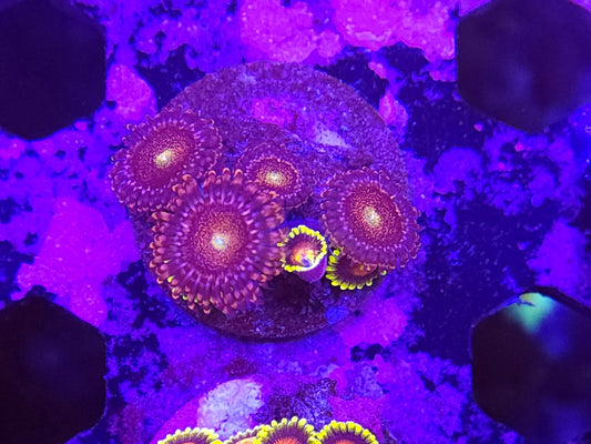 Zoa Mix Frag