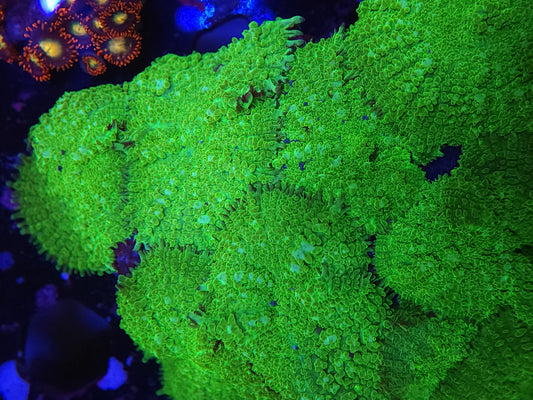 XL Toxic Mushroom Colony starting to bounce
