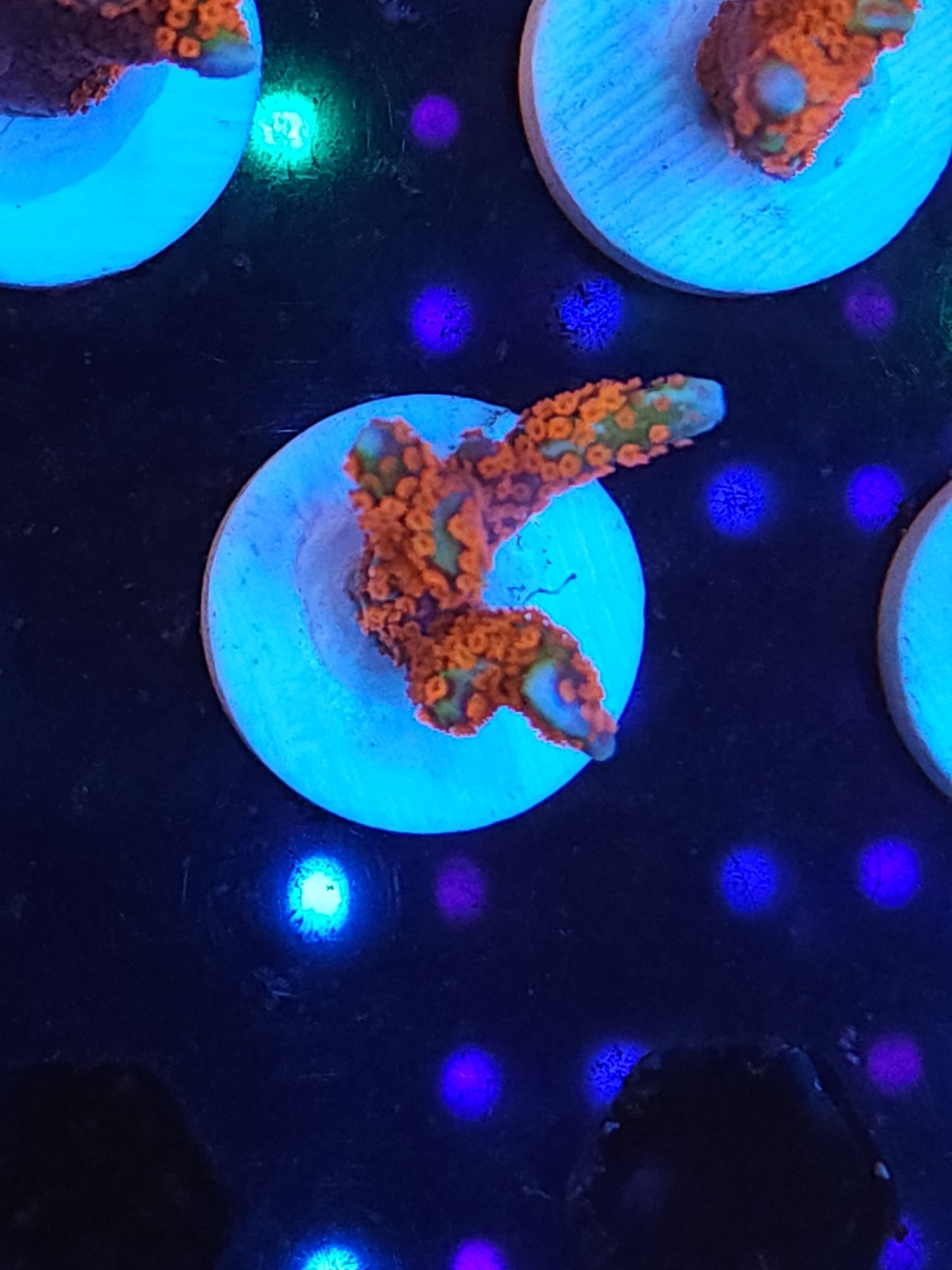 Forest Fire Momtipora Digitata