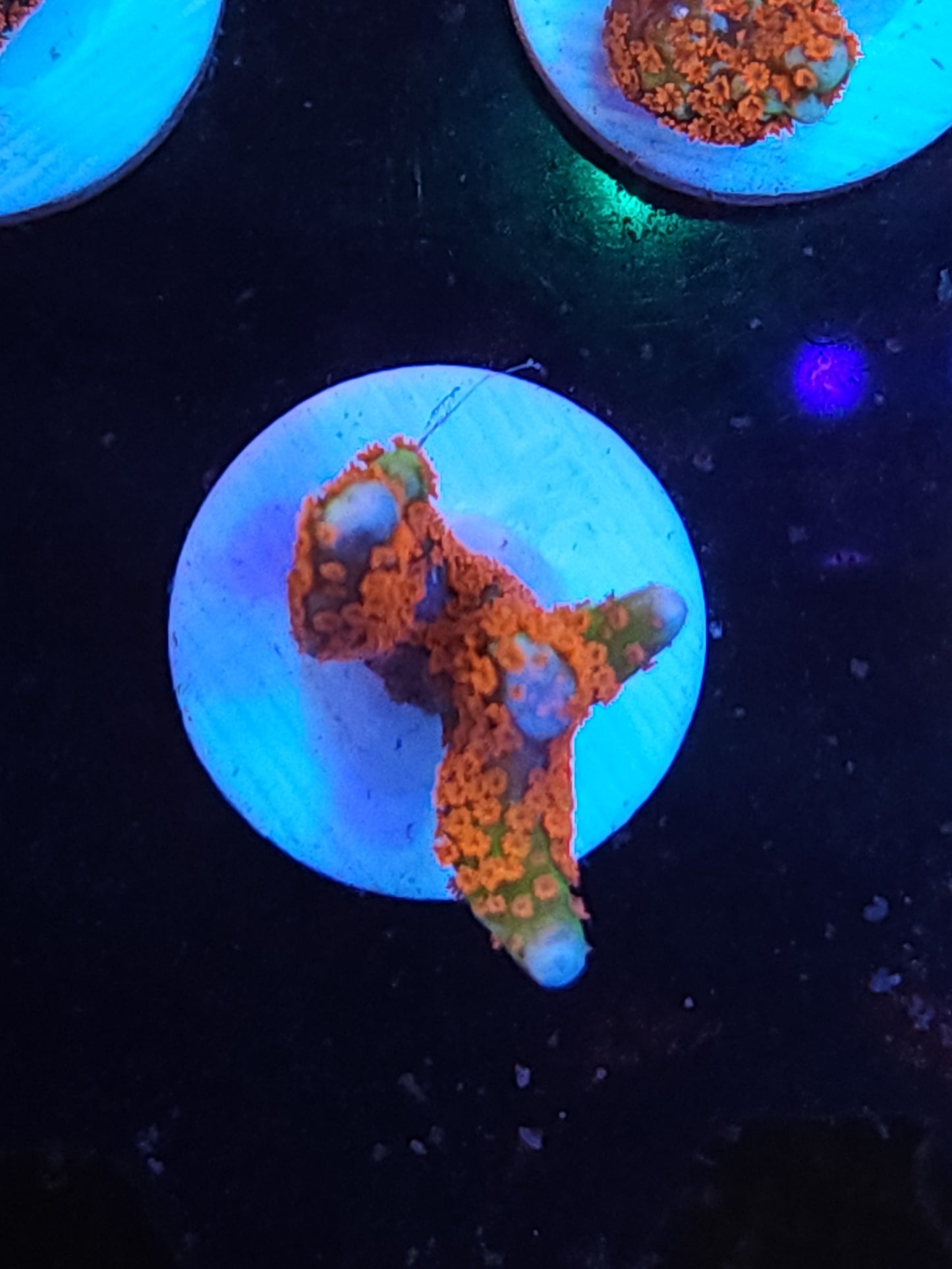 Forest Fire Montipora Digitata