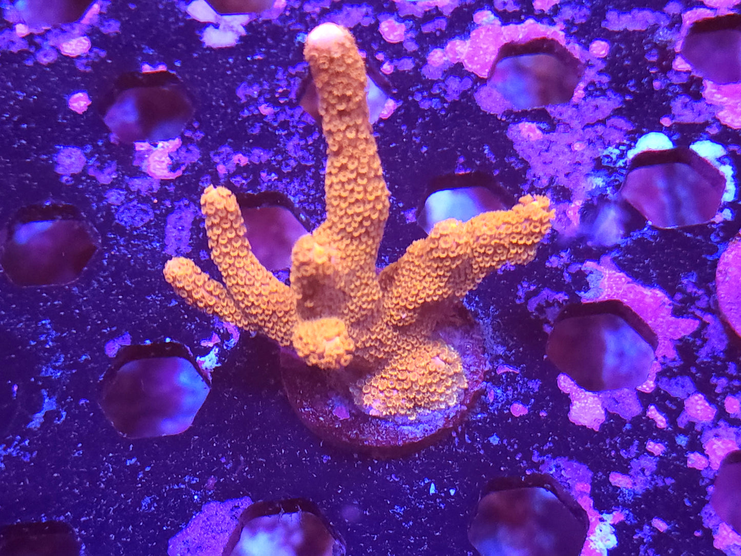 Red Montipora Digitata Mini Colony