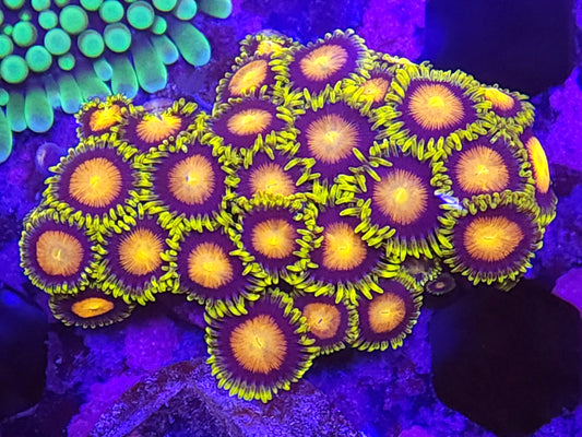 Dragon Eye Zoa Mini Colony