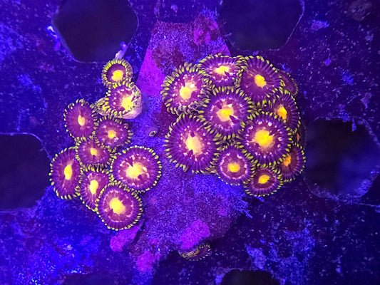 Laser Lemon Zoas