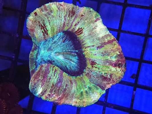 Bright Rainbow Wellso (Video in pics)