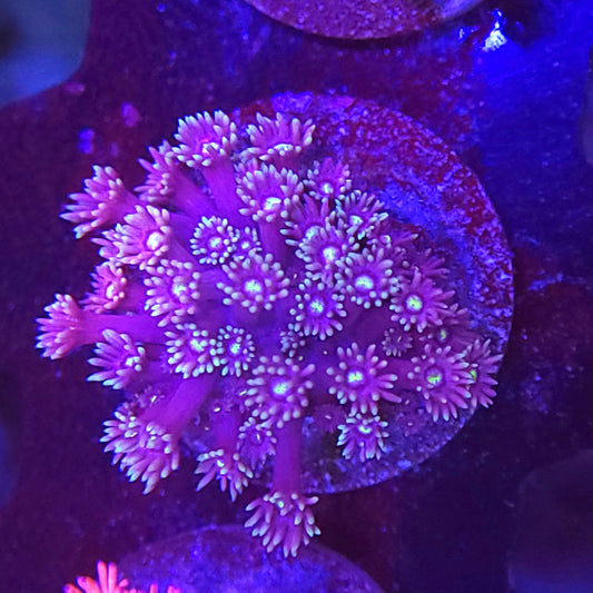 Pink and Purple Goniopora