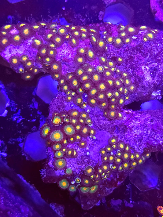 Gorilla Nipple Zoa Colony Rock