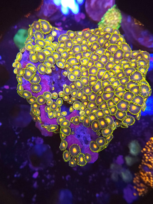 XL Ultra Zoa Colony