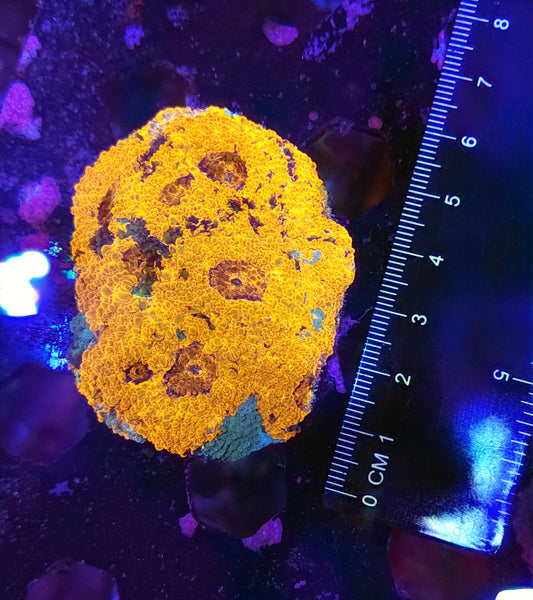 Ultra Splatter Acan Echinata