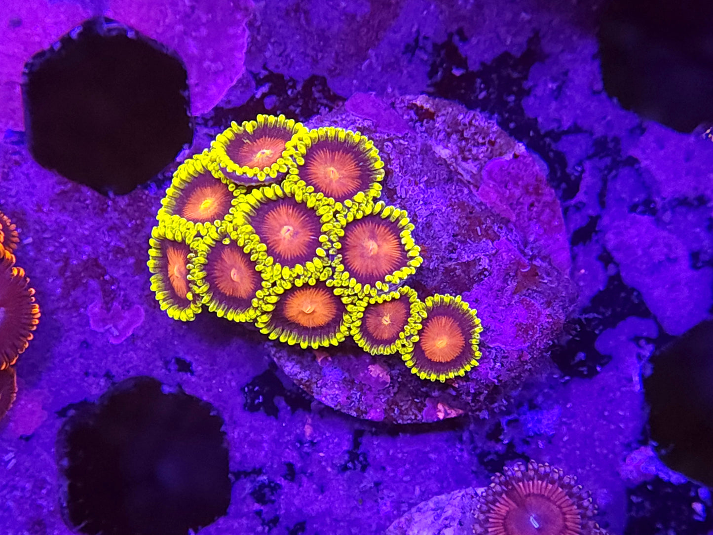 Bright Dragon Eye Zoas