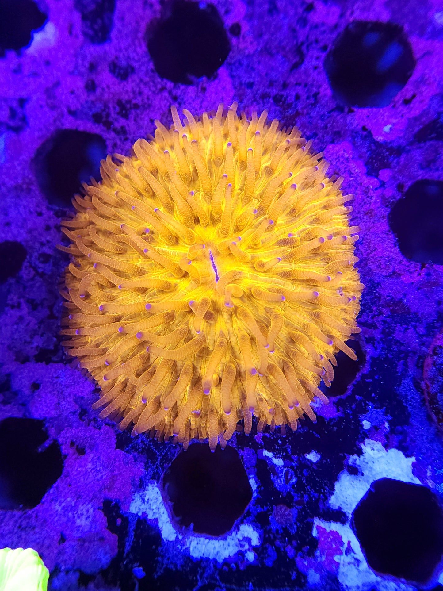 Neon Orange Fungia